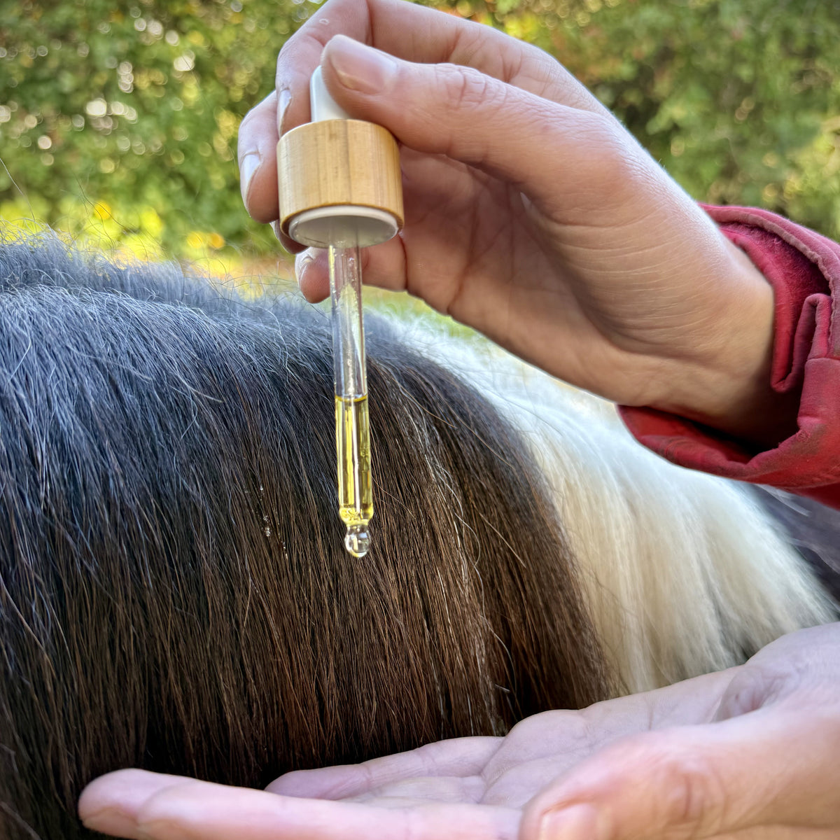 A close-up of a person holding a glass dropper bottle with a bamboo cap, dispensing a golden oil of the Cappall mane and tail serum onto a horse's dark brown and white mane outdoors.